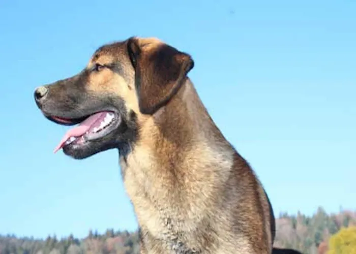Bernhard Mit Pool Und Sauna Apartment *